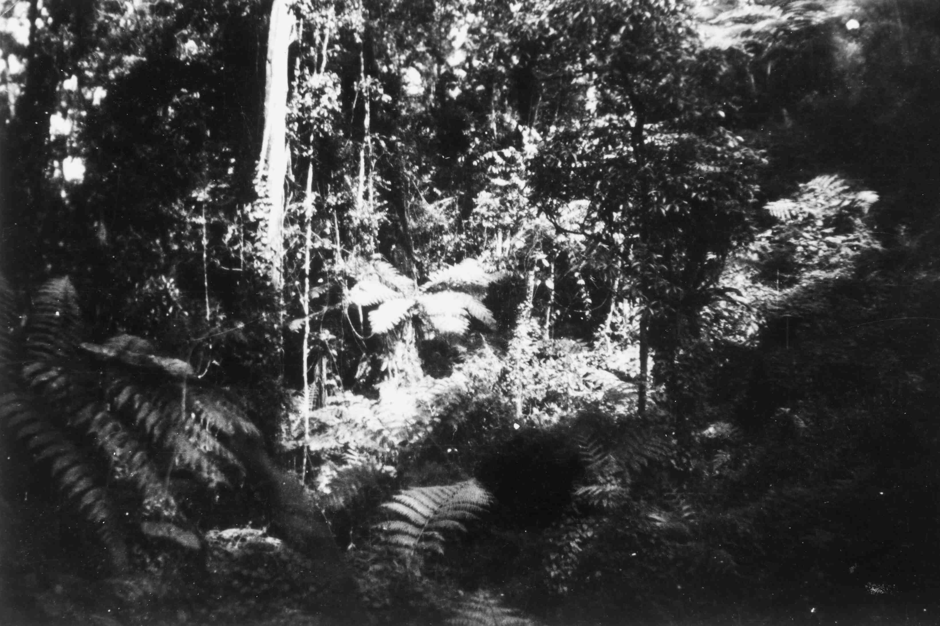 Java's plantengroei 1946 of 1947